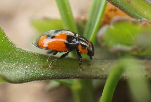 Hyperaspis sphaeridioides en la naturaleza